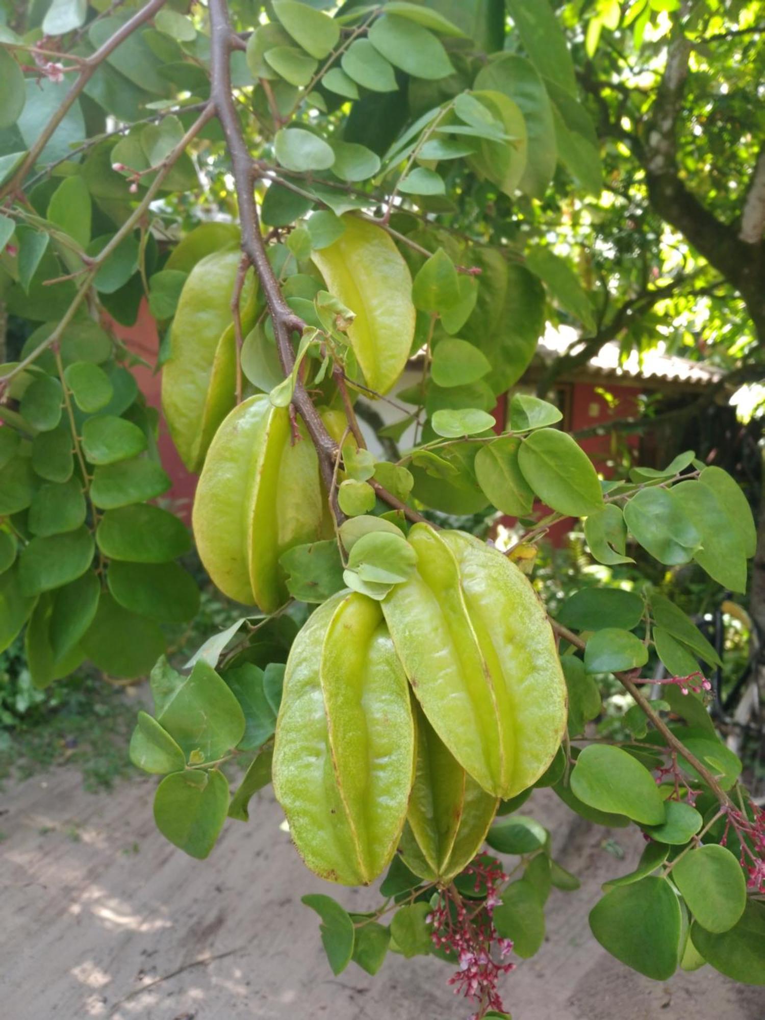 ホテル Pousada Fruta Pao バーラ・グランデ エクステリア 写真